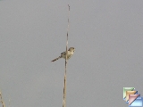 gestreepte prinia-karcsú prinia * (4 Slides)